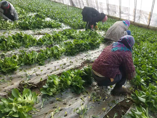 瀋陽市供銷社多舉措化解農産品銷售難問題