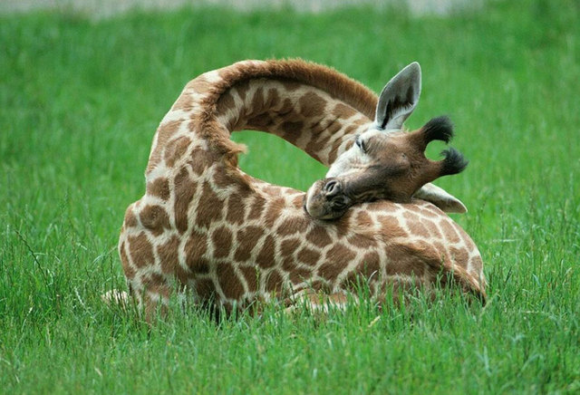 英媒公开长颈鹿罕见睡姿
