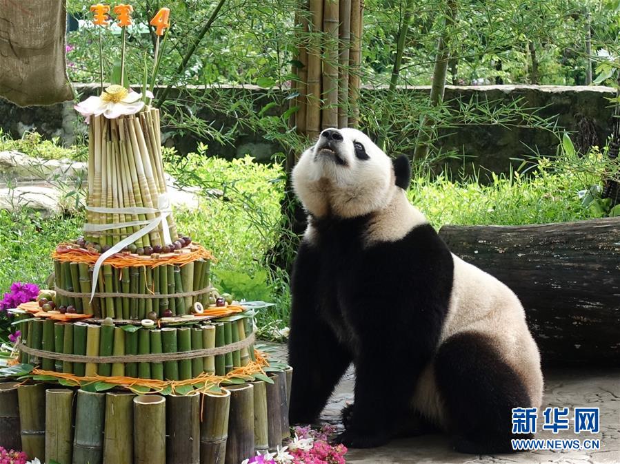 海归大熊猫“宝宝”在家乡欢度4岁生日