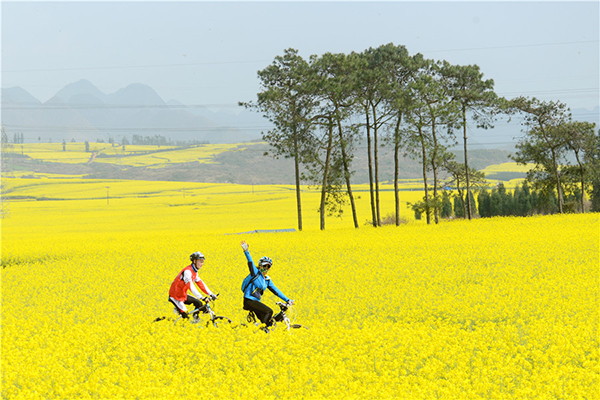 2019年云南罗平国际油菜花文化旅游节即将启幕