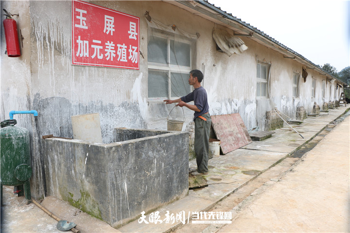 貴州銅仁玉屏楊柳村：洪老漢的養殖“致富經”