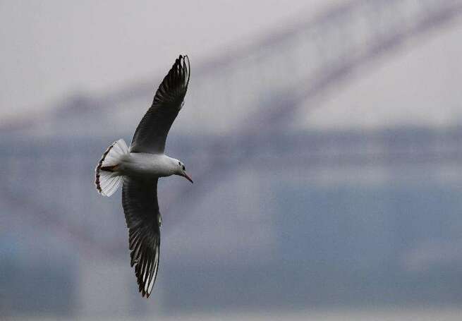 第21回：内蒙古の少数民族による貧困脱却策