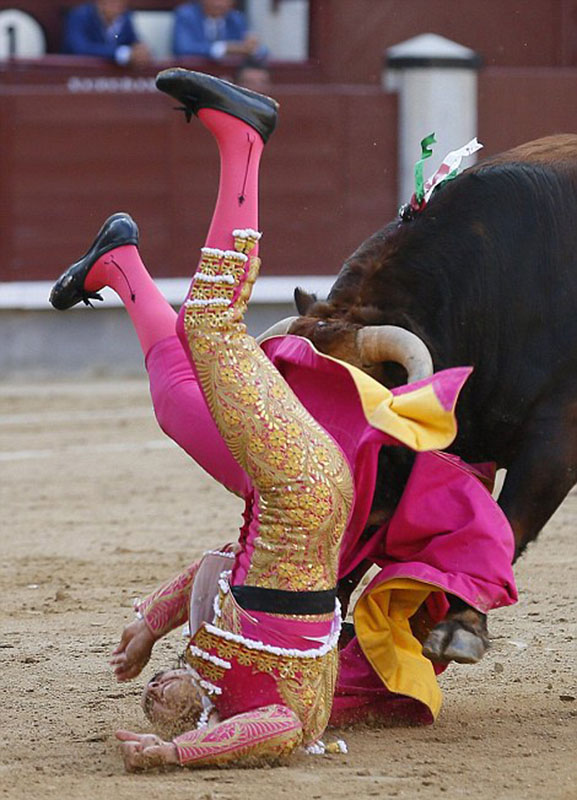 法国女斗牛士坠马险被顶死 胜利后割下牛耳以示庆祝