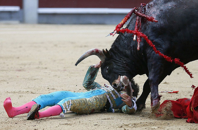 法國女鬥牛士墜馬險被頂死 勝利後割下牛耳以示慶祝