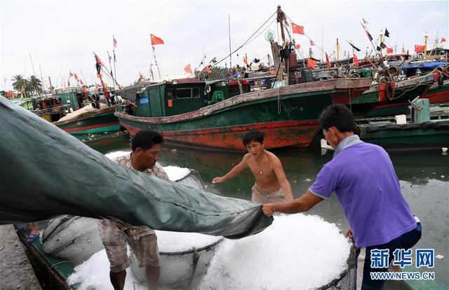 “天鴿”過後 瓊海漁民恢復生産