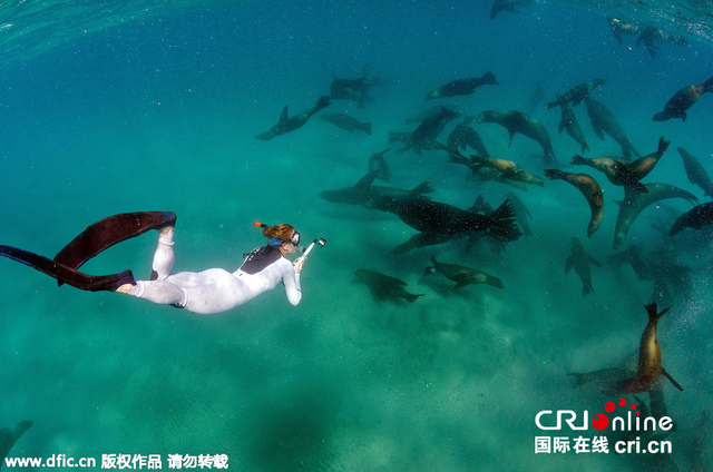 墨西哥女潛水員與巨大海獅群水下浪漫“共舞”