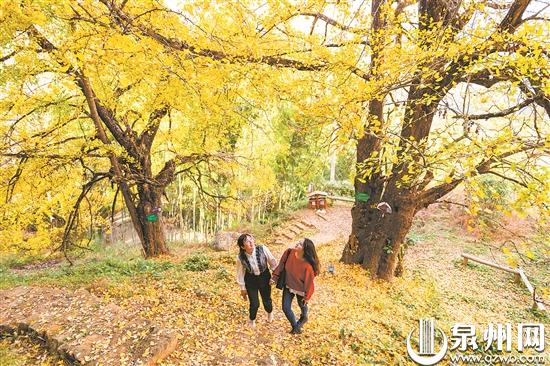 泉州：赏银杏 邂逅一场秋天的童话