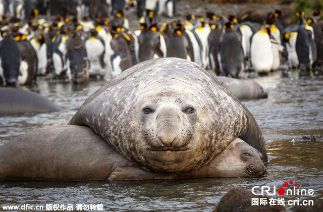 摄影师偷拍南象海豹交配 四吨重大胖压趴"女友"