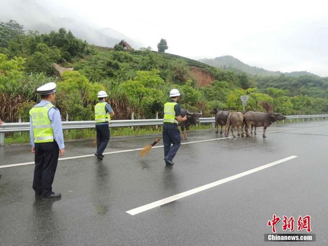 牛群高速路上散步 浙江高速交警变身"赶牛娃"