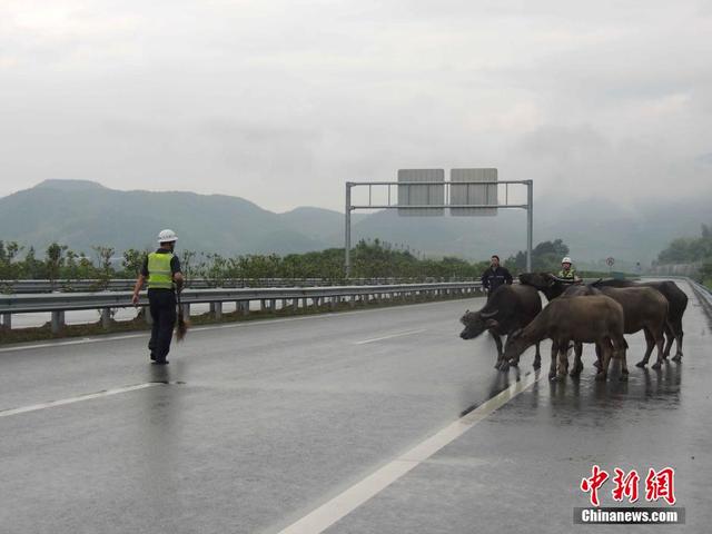 牛群高速路上散步 浙江高速交警变身"赶牛娃"