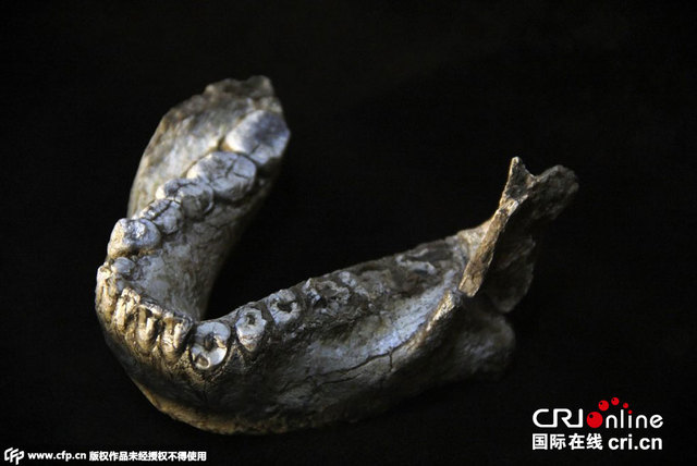 埃塞俄比亚发现距今350万年颌骨化石