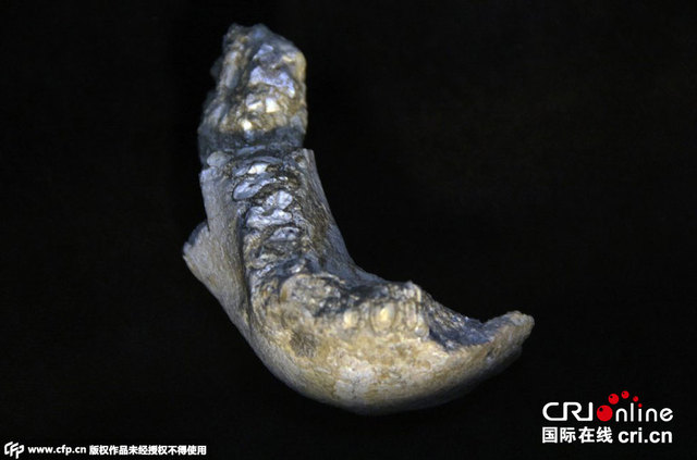 埃塞俄比亚发现距今350万年颌骨化石
