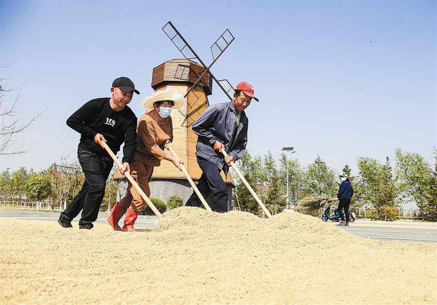 大连盐碱地里飘出稻花香