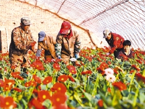錦州花卉産業富了七里河