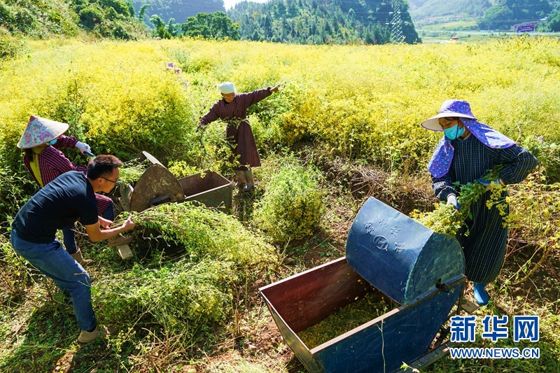 野菊花获丰收 大地披上“黄金甲”