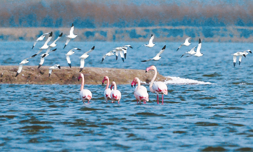 运城盐湖又见火烈鸟