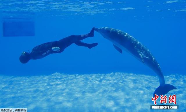 意大利男子在海豚推動下 完成水下屏息翻轉7圈