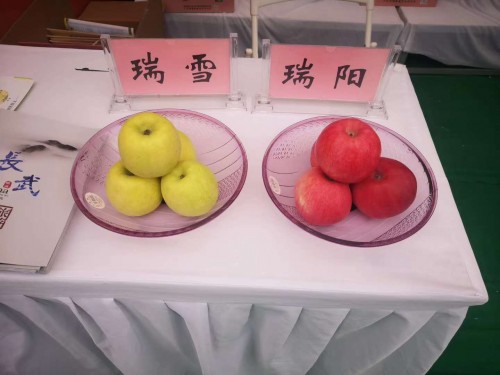 果业扶贫先进企业——陕西瑞杰生态科技发展有限公司