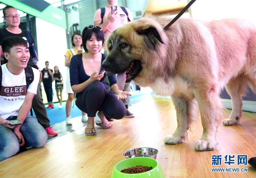 第20届亚洲宠物展在上海开幕