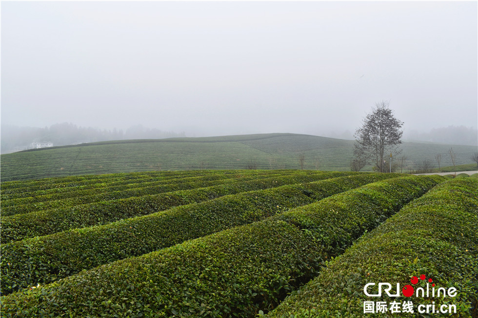 图片默认标题_fororder_Only One but the Tree