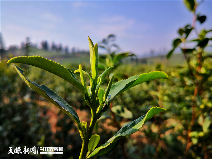 2月15日下午6时左右,该中心主任甘正刚告诉记者,普安全县涉及茶叶