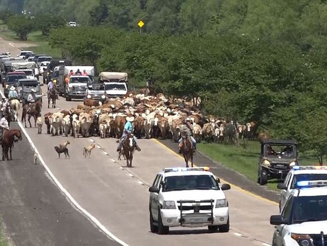 美国得州勇敢牛仔带领600多头牛安全渡过洪水区
