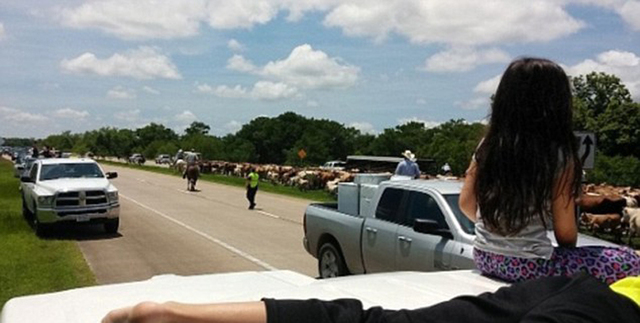 美国得州勇敢牛仔带领600多头牛安全渡过洪水区