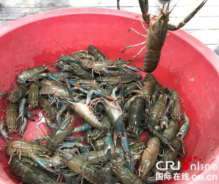 南宁市上林县：“三金”带贫助力贫困户脱贫增收