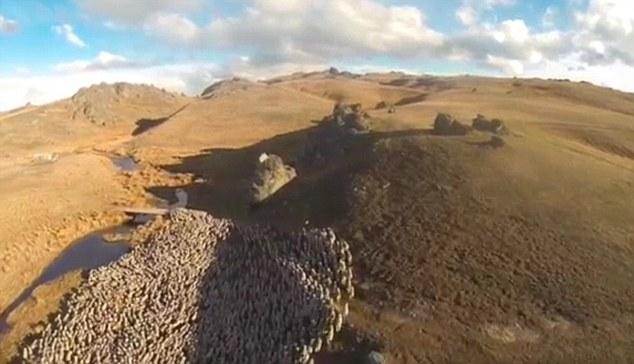 新西兰农民用无人机代替牧羊犬放2000只羊