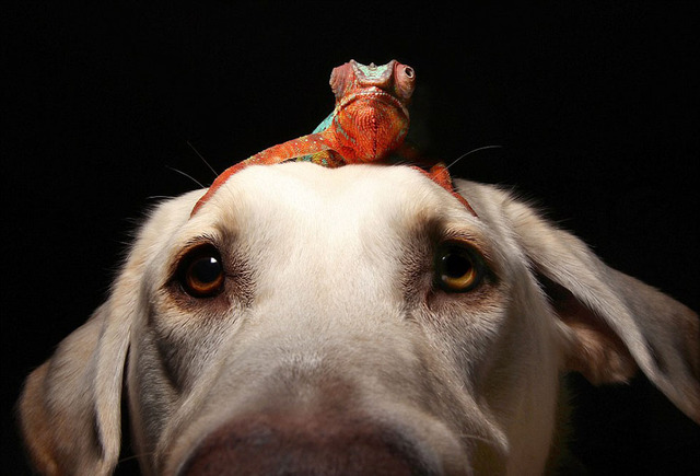 跨物种友谊：宠物狗与变色龙同吃同住其乐融融