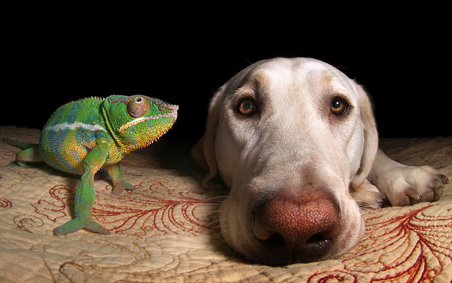 跨物种友谊：宠物狗与变色龙同吃同住其乐融融