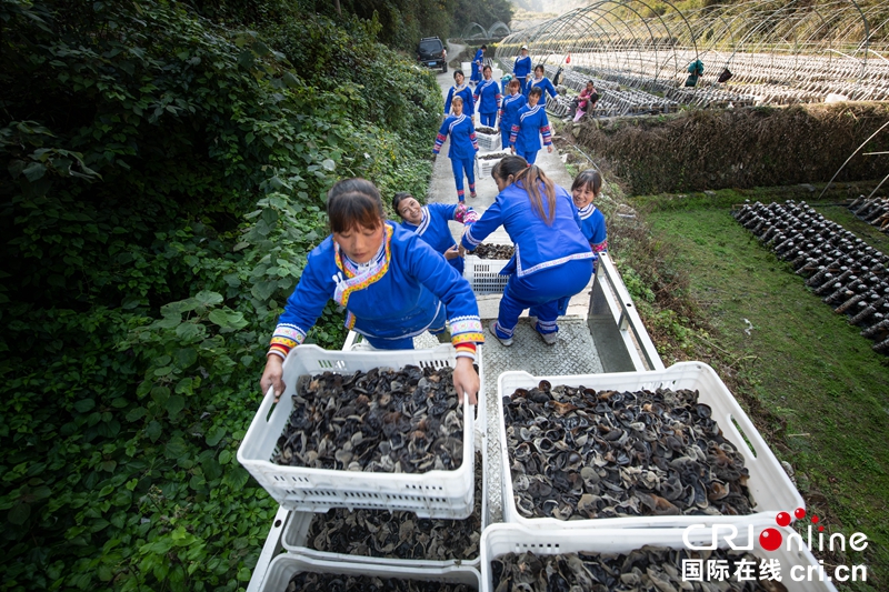 贵州黔东南天柱：菌菇丰收 村民采摘忙