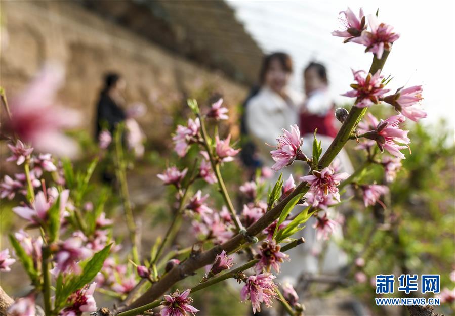 新疆鄯善：桃花朵朵开