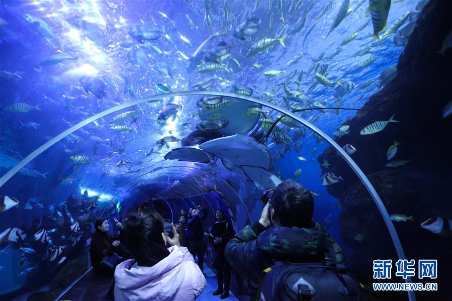 贵州贵阳：梦幻海洋世界
