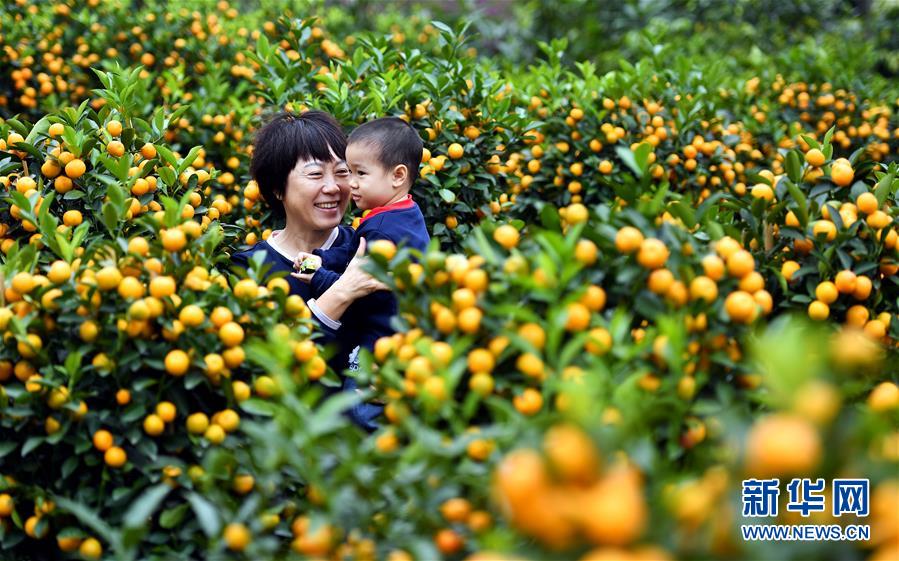 海口：迎春花市俏