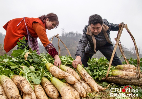 貴州:特色農業讓農民“冬閒”變“冬忙”