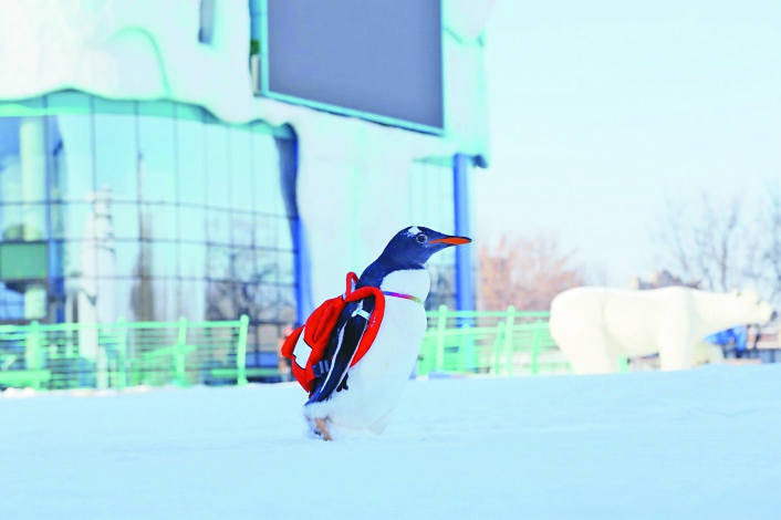 顶级优质白雪“已到货”注意查收