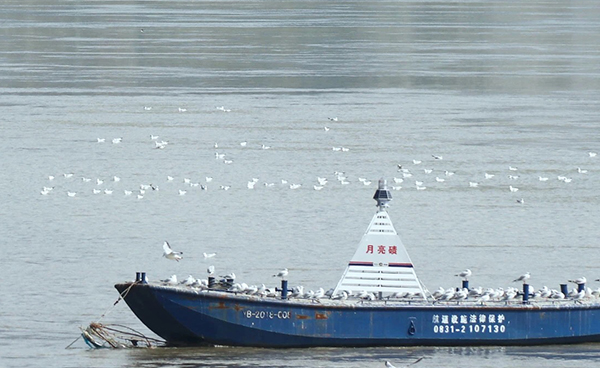 宜宾市翠屏区：冬季来临 红嘴鸥“打卡”合江门地标广场