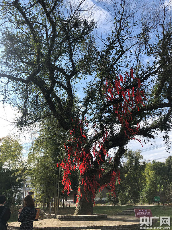 【共舞长江经济带·看高质量发展】“绿色蝶变”让耕读小村迈向振兴