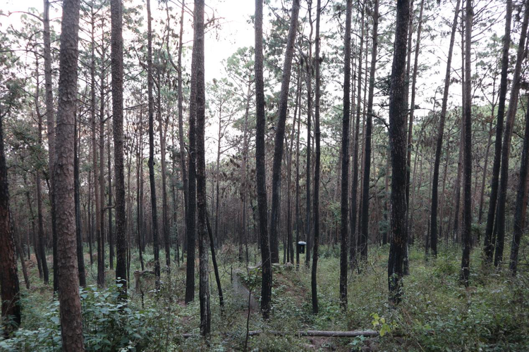 【追梦火焰蓝】四川凉山：消防“守夜”人护青山无恙守一方平安