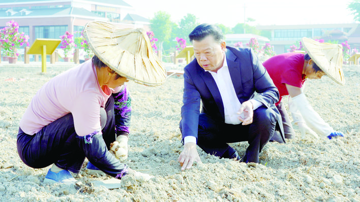 漳州：水仙花产业复兴之路