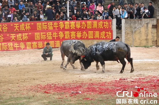 贵州福泉：“东方式斗牛”散发浓浓乡土气息