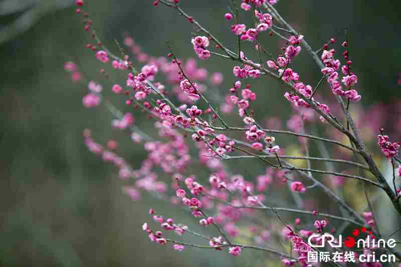 贵州毕节：梅花迎春开（组图）