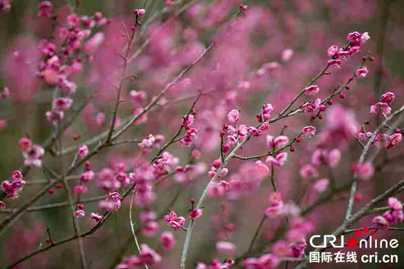 贵州毕节：梅花迎春开（组图）