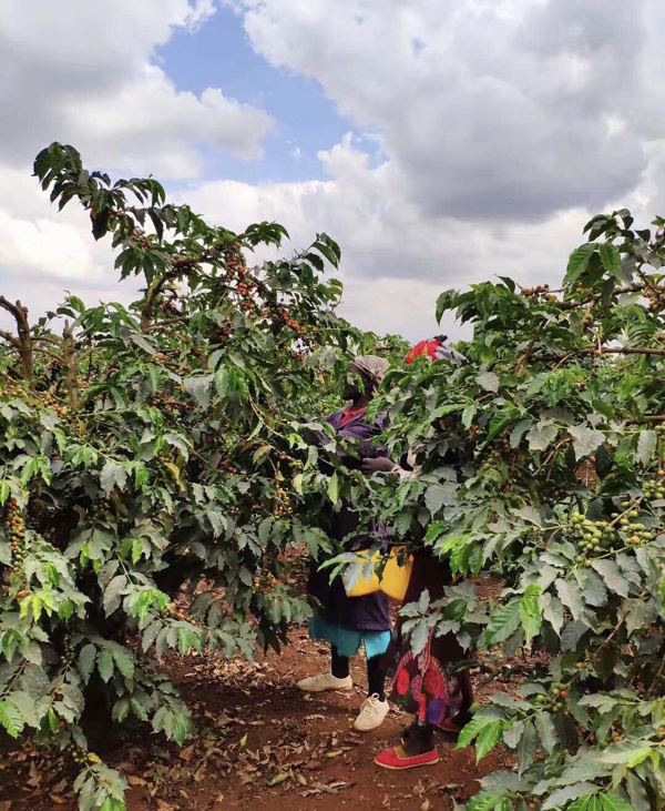 수입박람회 뒷 이야기, 중국 '쇼핑카트' 겨냥한 케냐 농산물