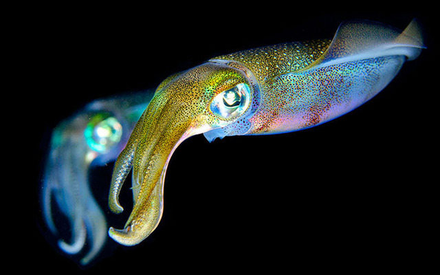 深海攝影展現千姿百態水下生物