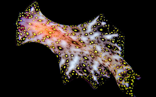 深海攝影展現千姿百態水下生物