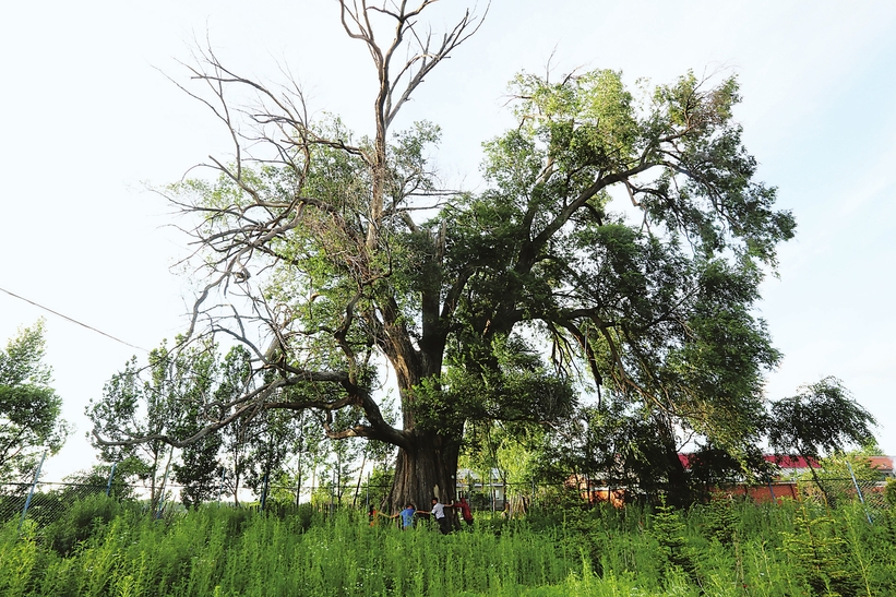 图为长春市双阳区太平镇长山村十三社古榆树,树高34.2m,胸径3.