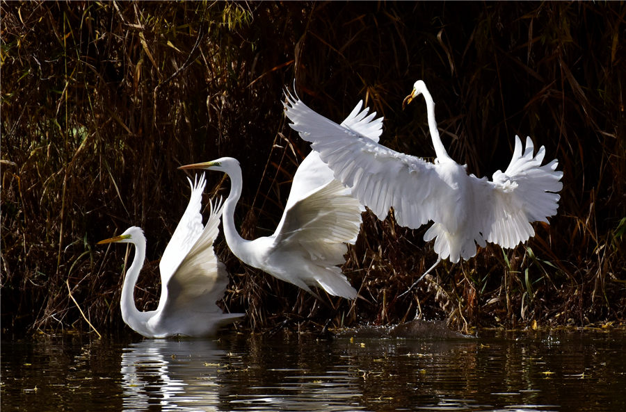 【高清組圖】山西汾河濕地清徐段迎來大批白鷺