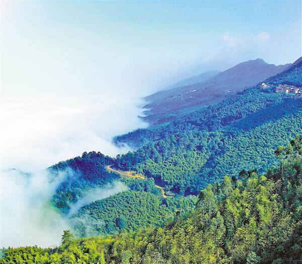 【区县联动列表】在永川茶山竹海感受茶竹风情